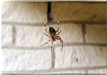 A spider hanging from a web. 