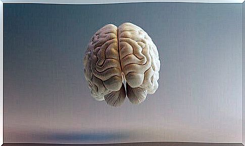 A frontal view of the associative cortex of the brain