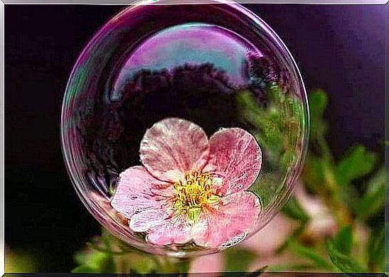 Flower-in-a-bubble