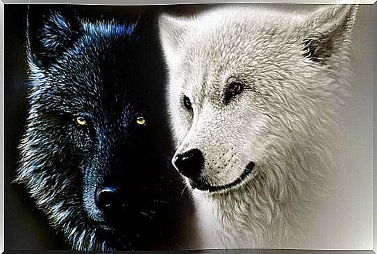 The Cherokee Legend of the Two Wolves or Our Inner Forces