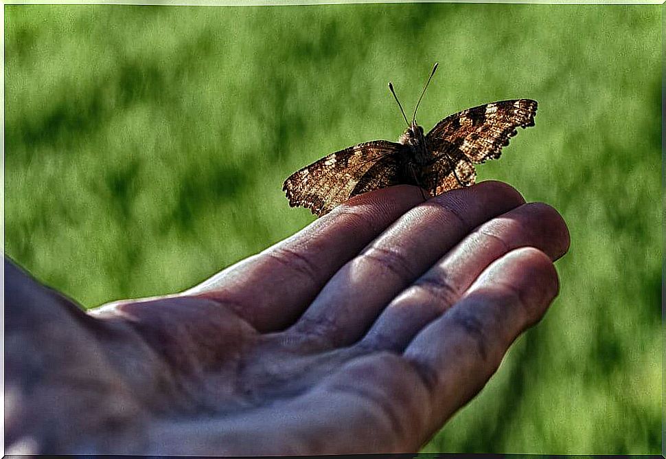 What should we not do to help others?  (The story of man and the butterfly)